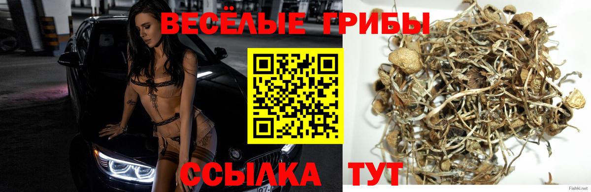 Псилоцибиновые грибы GOLDEN TEACHER  Вход с VPN  Белореченск 